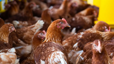 Afghanistan Nears Self-Sufficiency in Poultry Meat Production